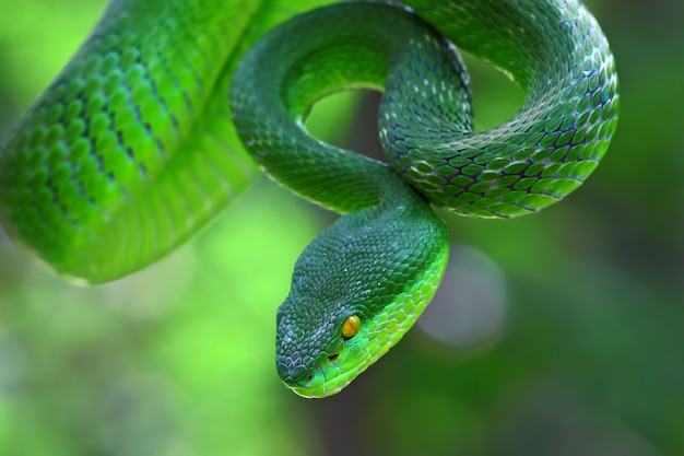 trimeresurus albolabris, witlip lippenslangen, groene adder slangen