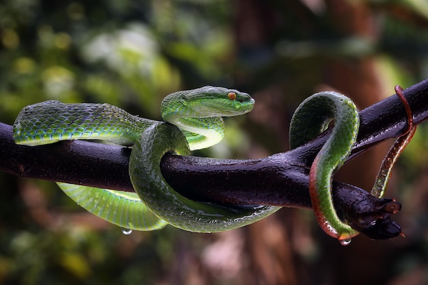 Trimeresurus Insularis close-up op tak, Indonesische adder slang close-up