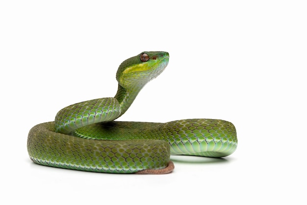 Trimeresurus Insularis closeup on isolated background, Indonesian viper snake closeup