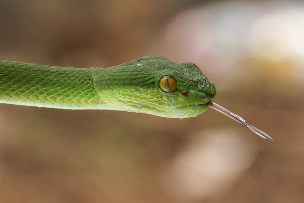 Trimeresurus Insularis slang close-up hoofd, Indonesische adder slang