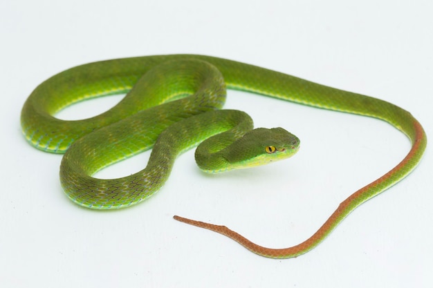 Trimeresurus insularis White-lipped Island Pit Viper-slang op wit