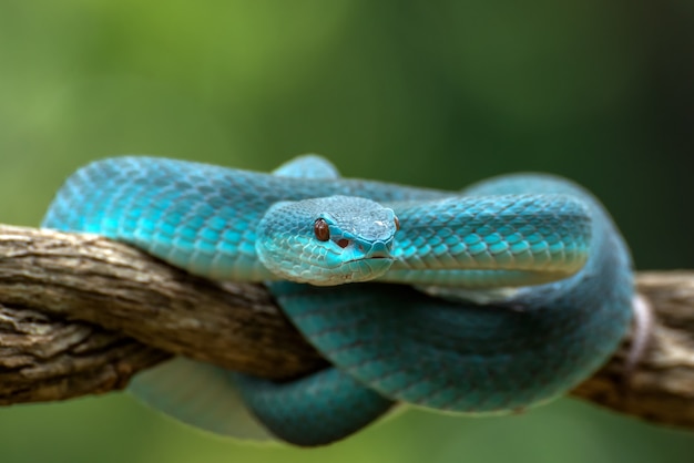 Trimeresurus insularis