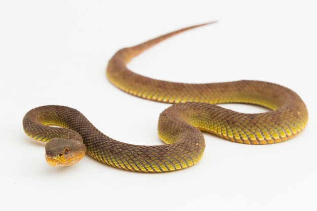 写真 trimeresurus purpureomaculatus マングローブ マムシ ヘビまたは海岸マムシを白で隔離