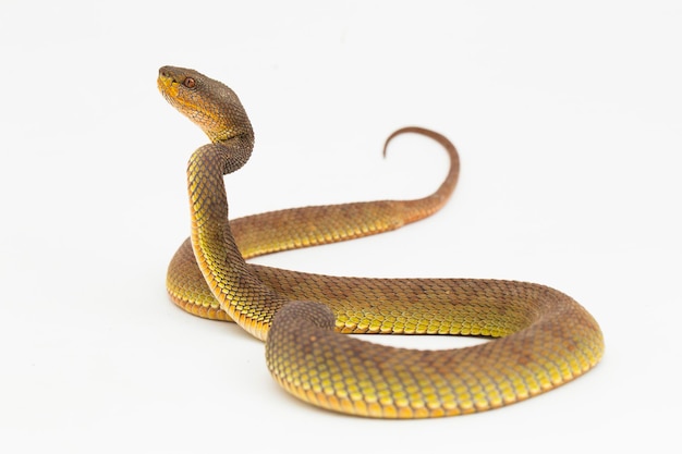 사진 trimeresurus purpureomaculatus 맹그로브 구덩이 바이퍼 뱀 또는 해안 구덩이 바이퍼 화이트 절연