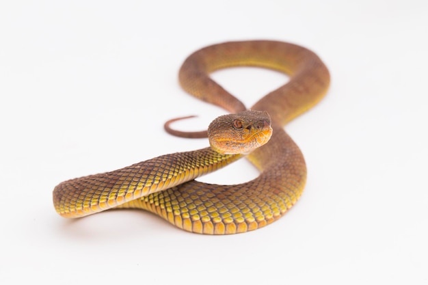 Фото trimeresurus purpureomaculatus мангровая гадюка или береговая гадюка, изолированная на белом