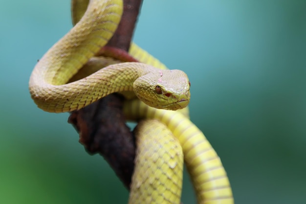 Trimeresurus yellow insularis змея крупным планом на ветке Trimeresurus yellow insularis крупным планом