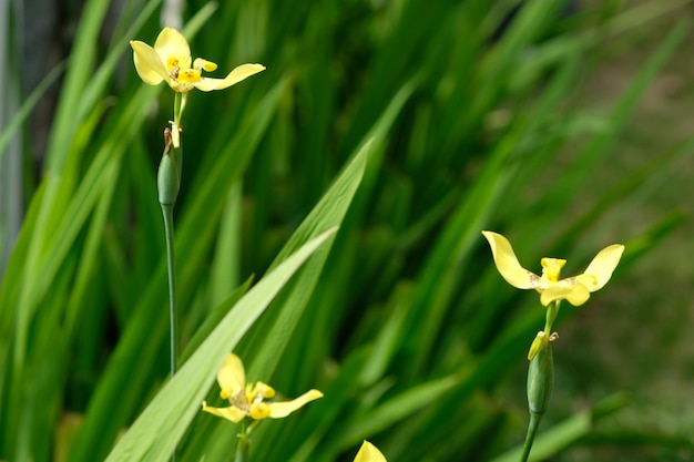 Trimezia Fosteriana is een bolgewas uit de familie Iridaceae Gele bloem