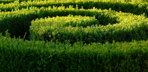 Foto aiuola rifilata di piante verdi nel parco.