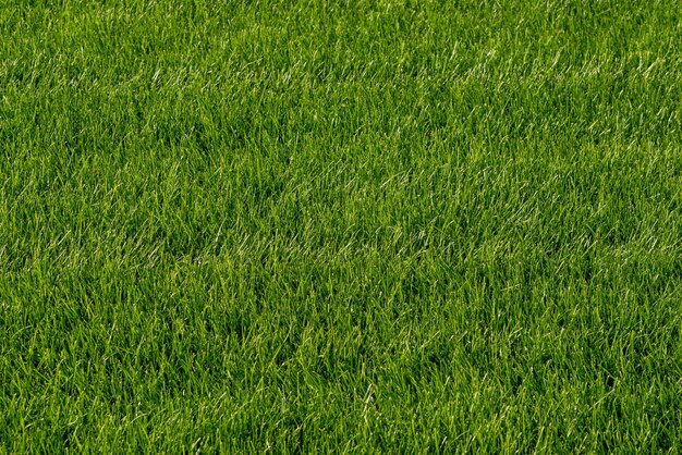 Trimmed green grass on the lawn background