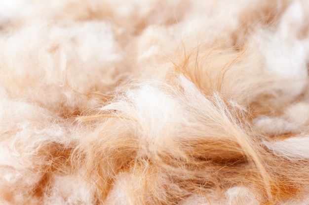 Photo trimmed hair of a pomeranian dog orange color close up.