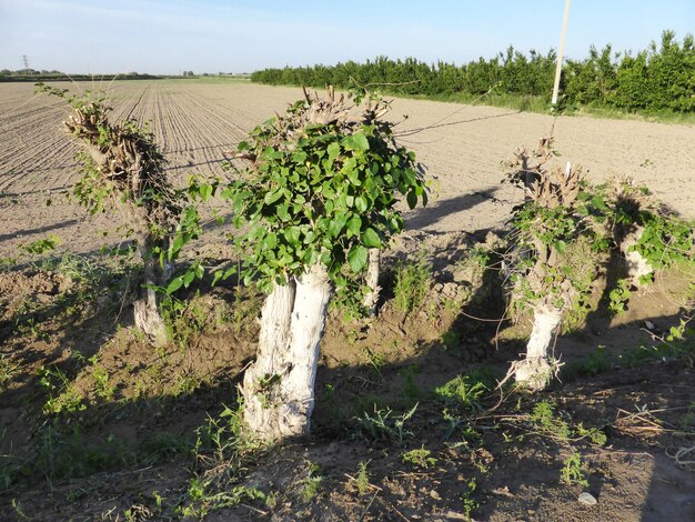 Trimmed mulberry trees next to a field