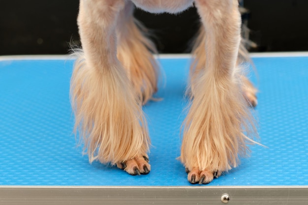 Trimmed paws of a Yorkshire Terrier breed dog closeup