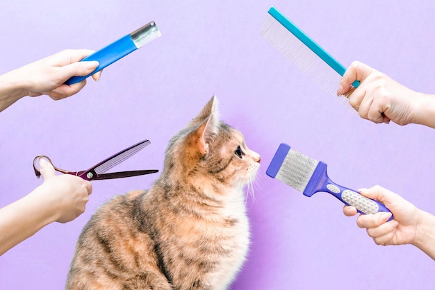 Trimmed satisfied cat in a beauty salon Grooming cats in a beauty salon for pets