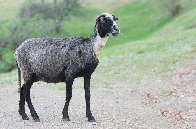 Trimmed sheep with grass in the mouth