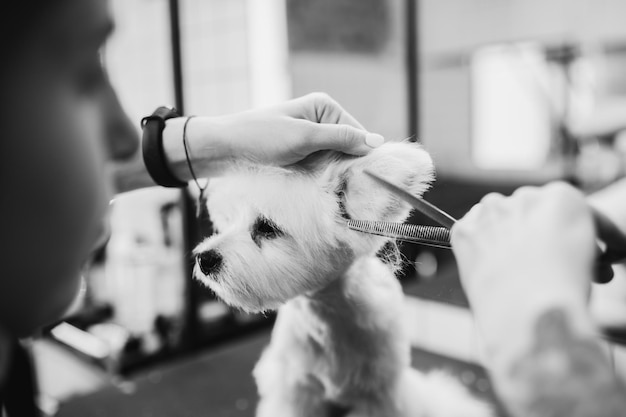 Foto trimmen van honden en kleine dieren in de trimsalon hoge kwaliteit foto