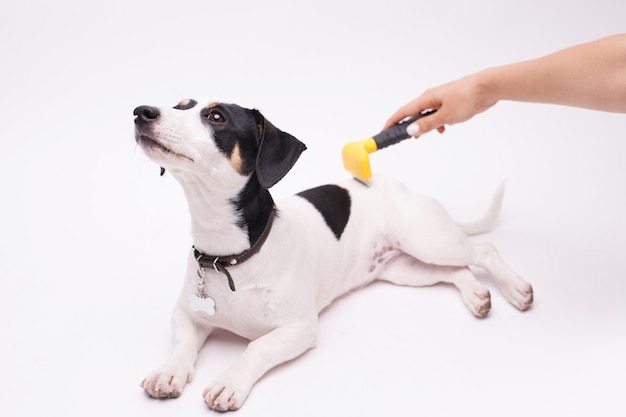 Trimmer die Jack Russell Terrier borstelt bij de trimsalon.