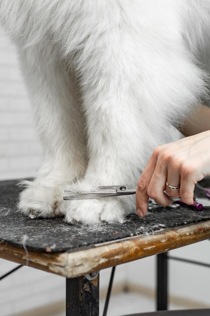 trimmer knipt het haar op de poten van een Samojeed-hondclose-up