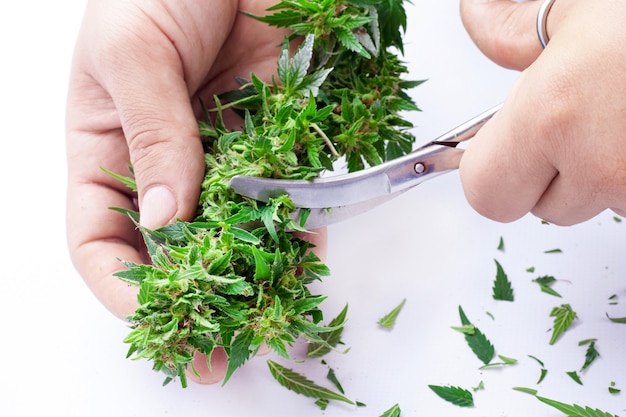 Trimming marijuana leaves with scissors