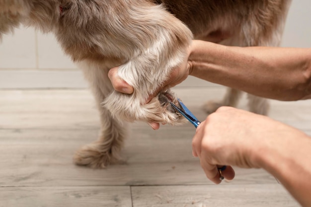 Trimming Paws