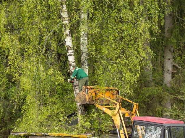 Trimming and sawing a tree by a man with a chainsaw standing on a platform