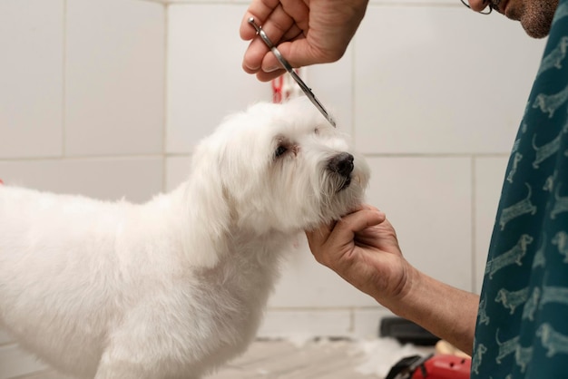 Trimsalon die het haar van een huisdier knipt bij het trimmen van honden