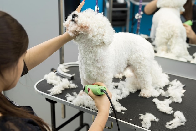 Trimsalon trimt een kleine hond Bichon Frise met een elektrische tondeuse