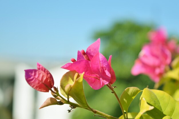 Photo trinitarias bougainvillea