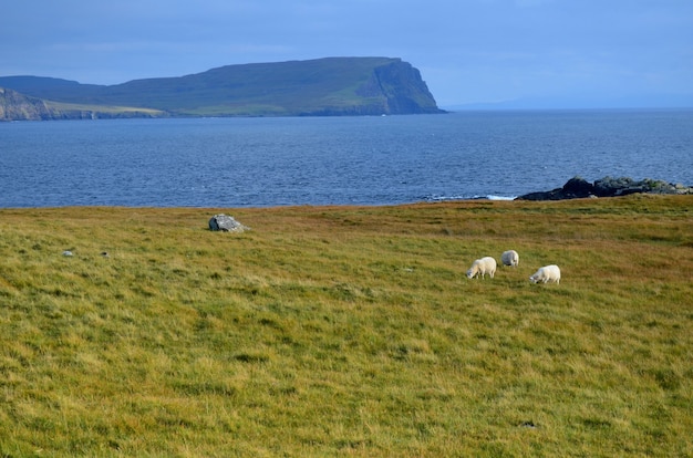 Trio van witte schapen grazen in hoog gras op het eiland Skye