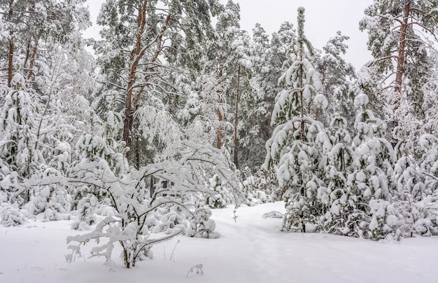 Foto viaggio nella foresta innevata. cammina nei boschi