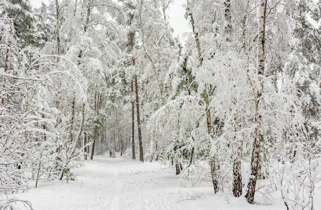 Trip to the snowy forest.  Walk in the woods