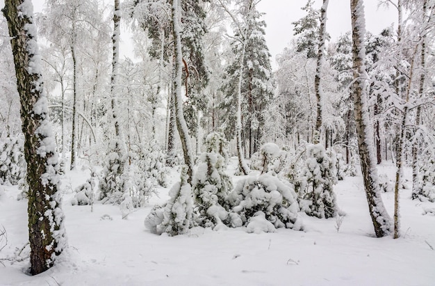 雪の森への旅。森の中を歩く