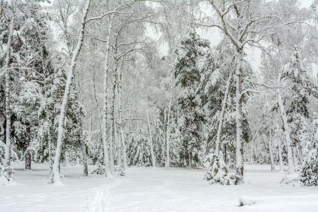 Foto viaggio nella foresta innevata. cammina nei boschi