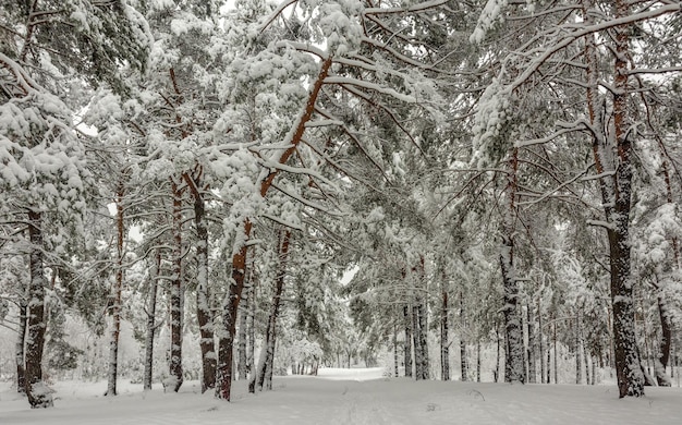 Trip to the snowy forest. walk in the woods