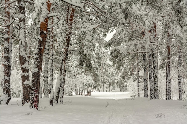 雪の森への旅。森の中を歩く