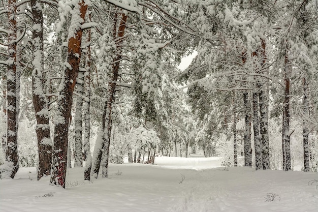 Trip to the snowy forest.  Walk in the woods