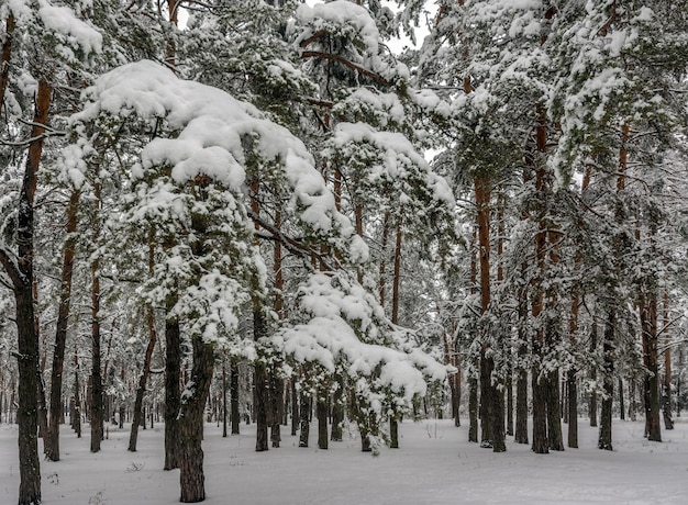 Trip to the snowy forest.  Walk in the woods