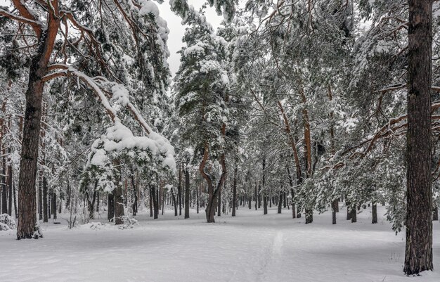 雪の森への旅。森の中を歩く