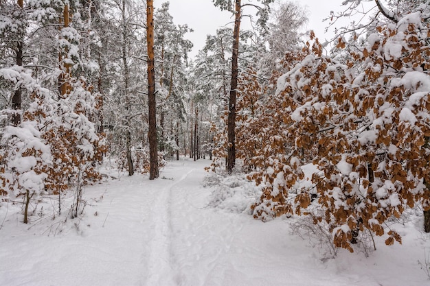 Trip to the snowy forest.  Walk in the woods