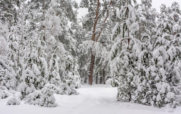 写真 雪の森への旅。森の中を歩く