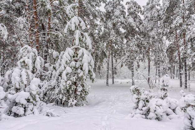 写真 雪の森への旅。森の中を歩く