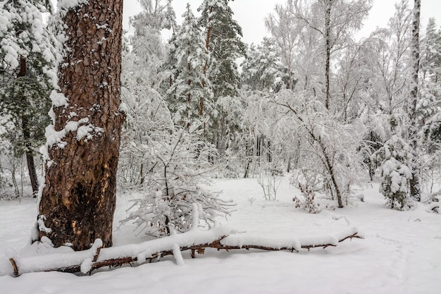 写真 雪の森への旅。森の中を歩く