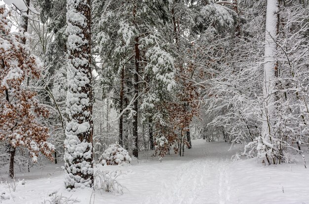 写真 雪の森への旅。森の中を歩く