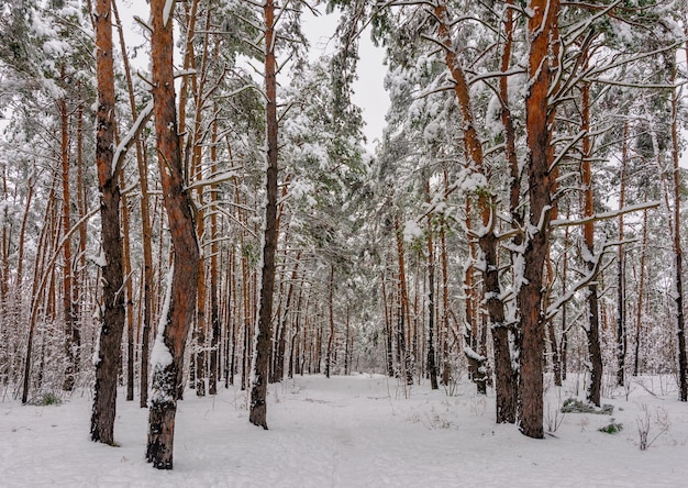 写真 雪の森への旅。森の中を歩く