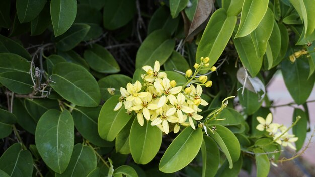 Tristellateia australasiae also known as Australian goldvine Maidens jealousy etc