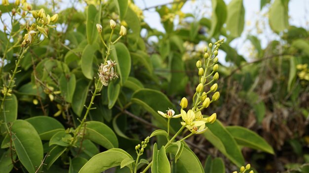 Tristellateia australasiae also known as Australian goldvine Maidens jealousy etc