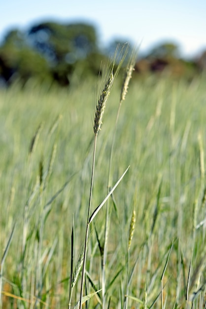 Triticale plantation, a new hybrid forage