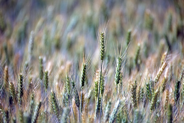 Piantagione di triticale, un nuovo foraggio ibrido