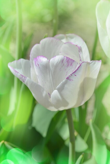 Triumph tulp Calgary