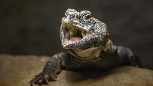 Trnorep skalni uromastyx acanthinura