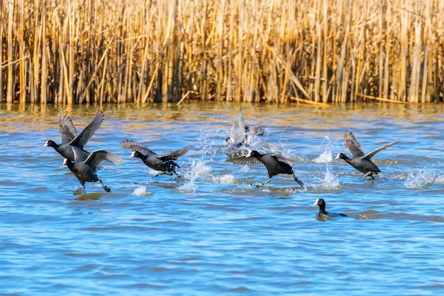 Troep van Europees-Aziatische Meerkoeten die over water opstijgen